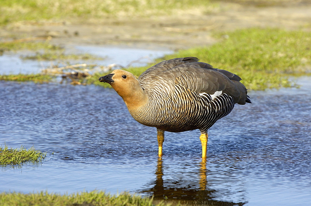 Upland goose (chloephaga picta) female, standing in water, new island, falkland islands.