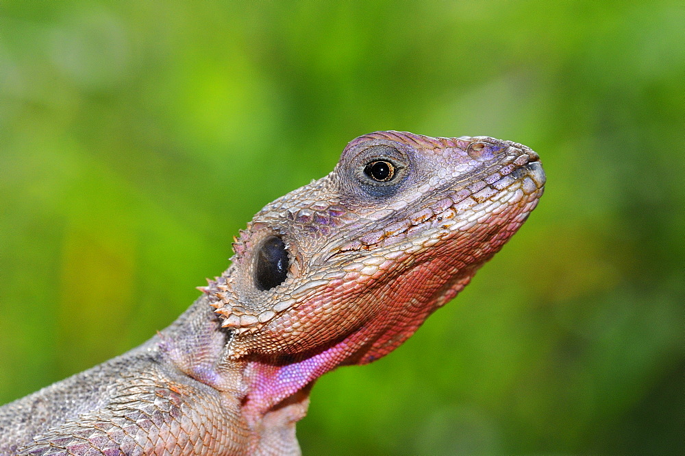 Rock agama (agama agama) close-up of head, masai mara, kenya  