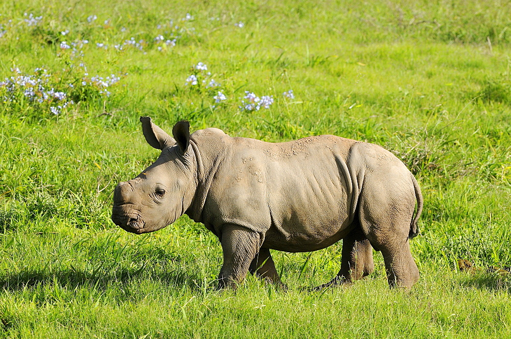 White rhinoceros (ceratotherium simum) calf, eastern cape, south africa