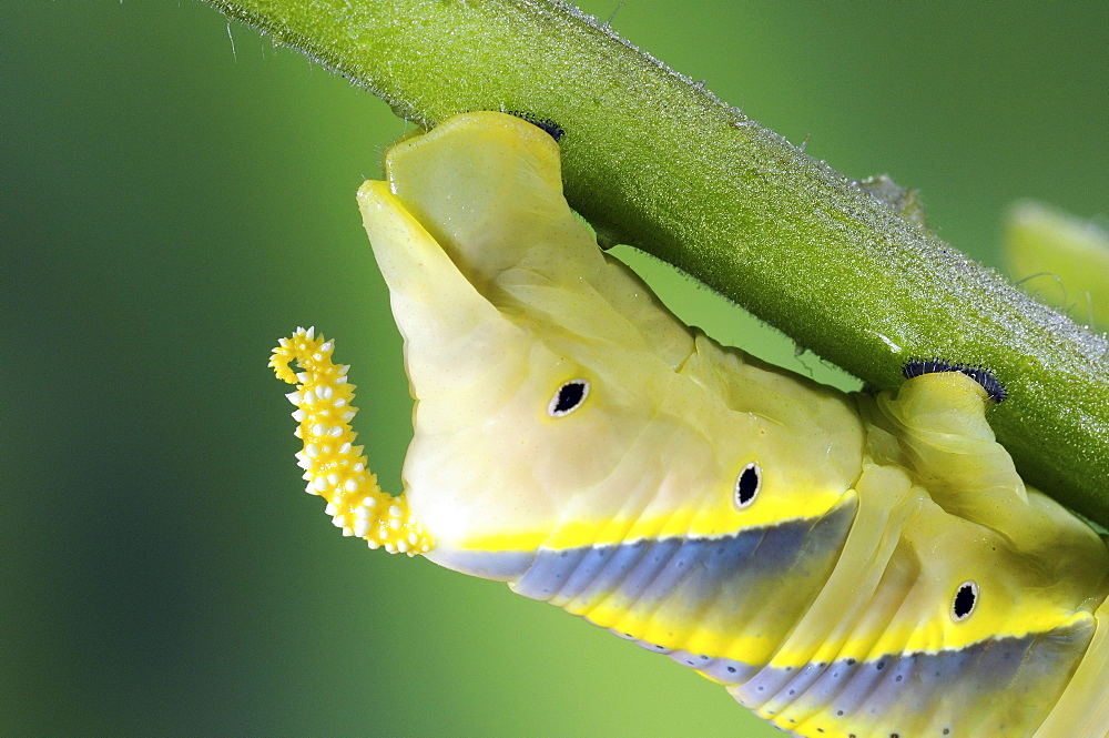 Deaths-head hawkmoth (acherontia atropos) final instar larva or caterpillar, showing close-up of tail or horn