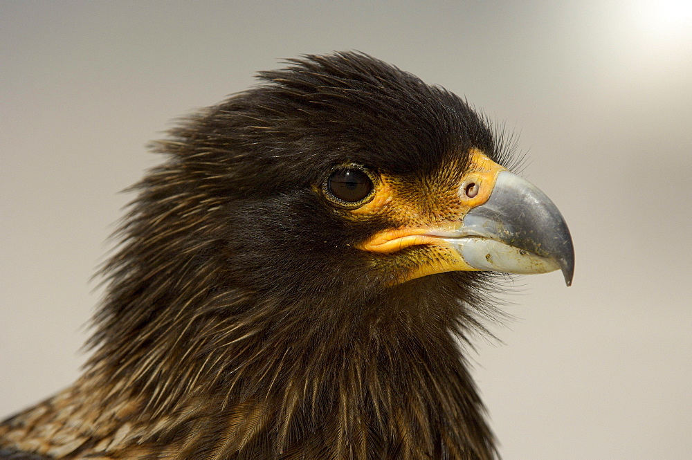 Striated caracara (phalcoboenus australis) new island, falkland islands, portrait.