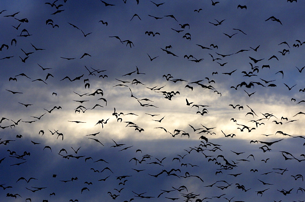 Straw-coloured fruit bat (eidolon helvum) kasanka  park, zambia, flock in flight in silhouette.