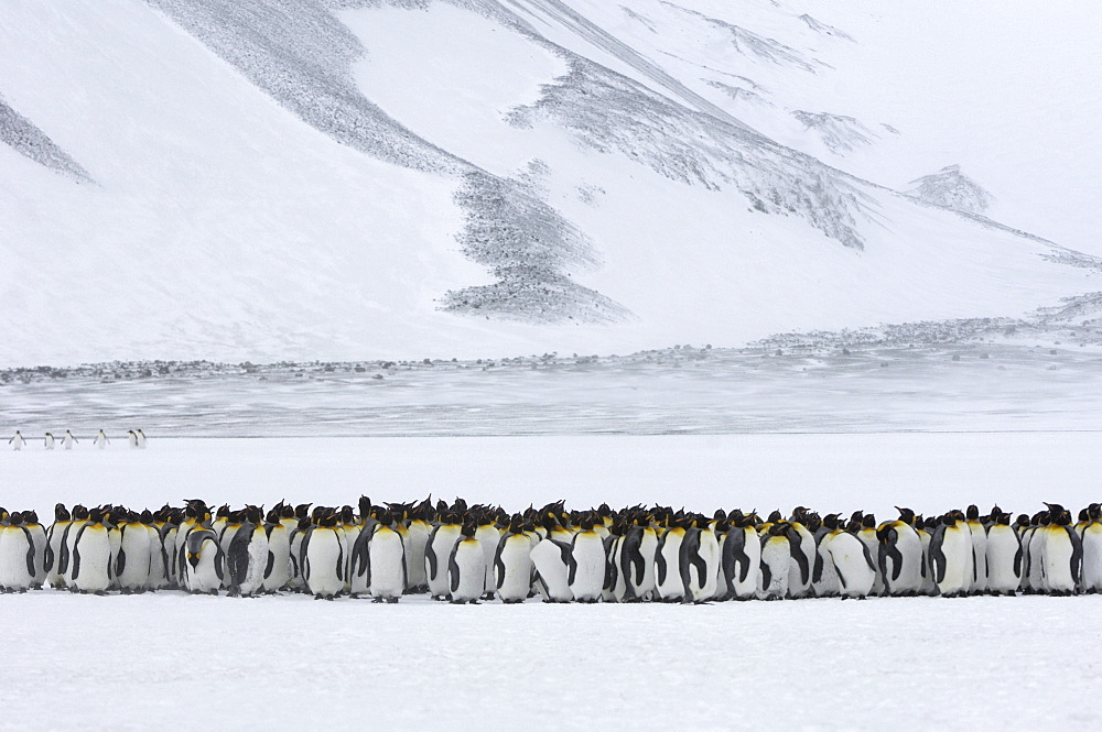 King penguins (aptenodytes patagonicus) right whale bay, south georgia, large group huddled together in snowy terrain