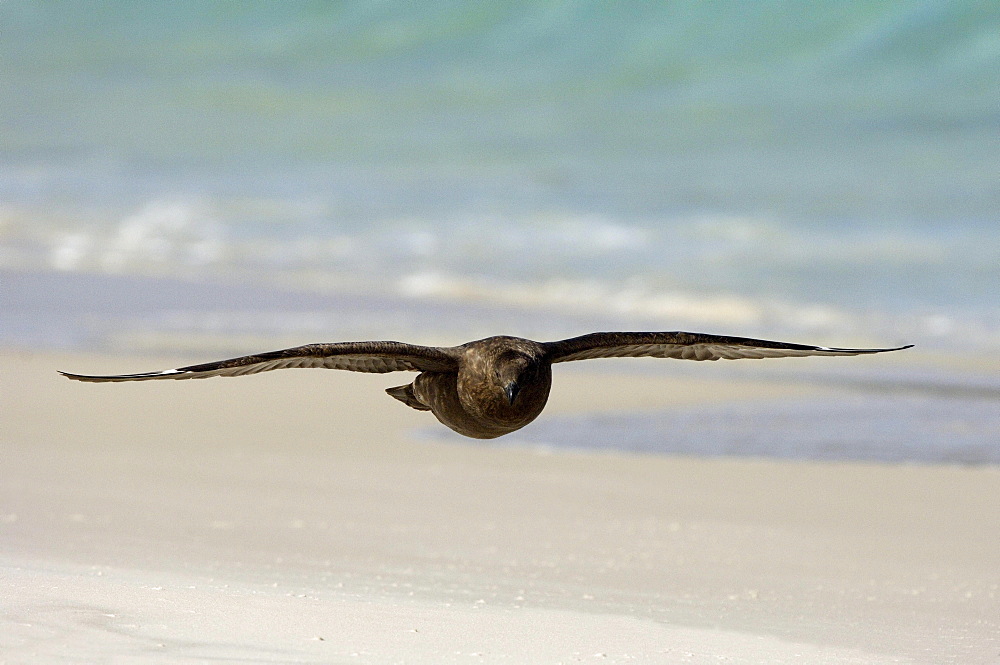 Antarctic skua (catharacta antarctica) new island, falkland islands, in flight over the beach.