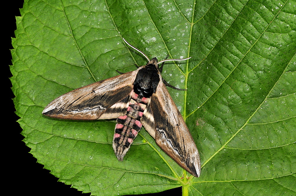 Privet Hawkmoth (Sphinx ligustri) adult moth resting on leaf, Oxfordshire, UK