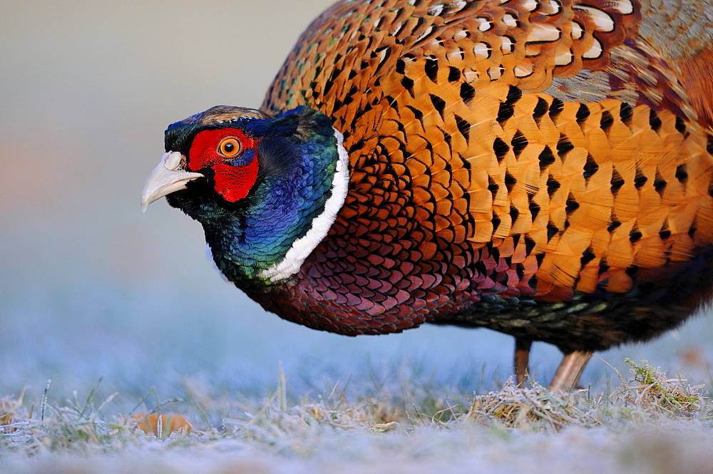 Common or ring-necked pheasant (phasianus colchicus) male standing on frosty ground, oxfordshire, uk  