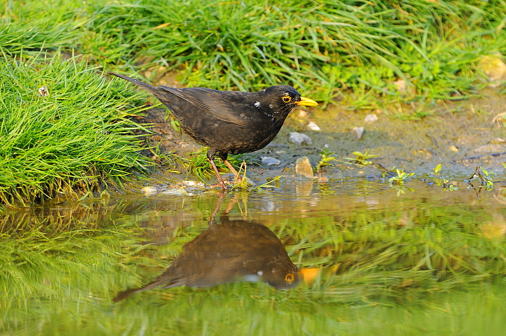 Blackbird (turdus merula) male standing by water, with reflection, oxfordshire, uk  