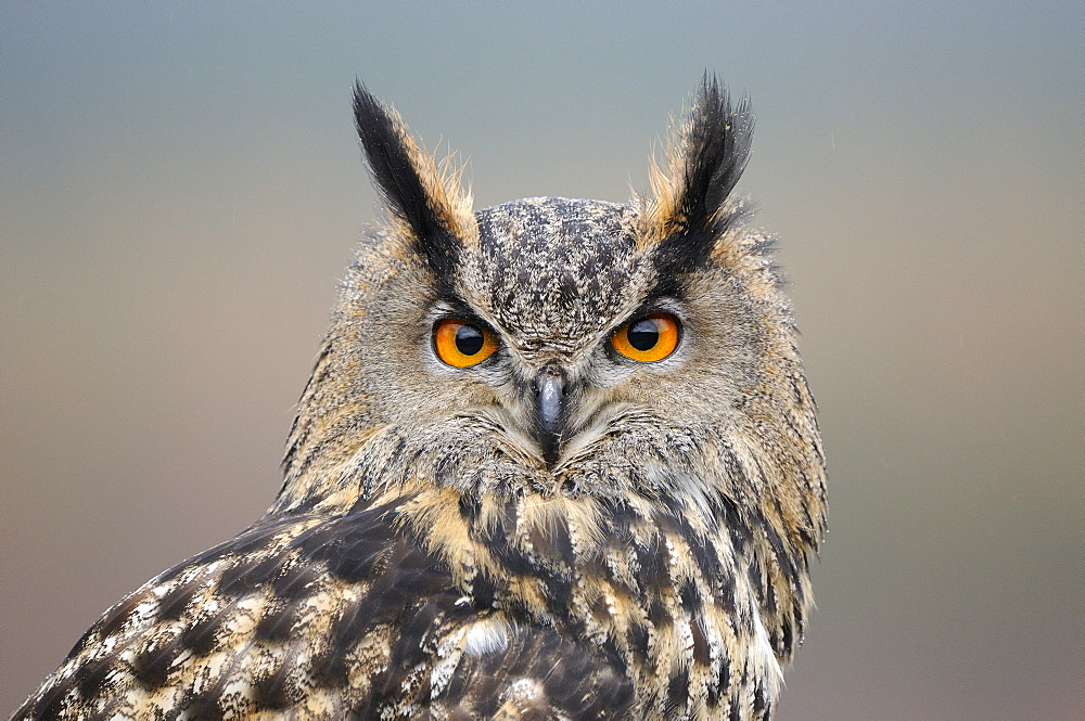 European eagle owl (bubo bubo) portrait, scotland, captive