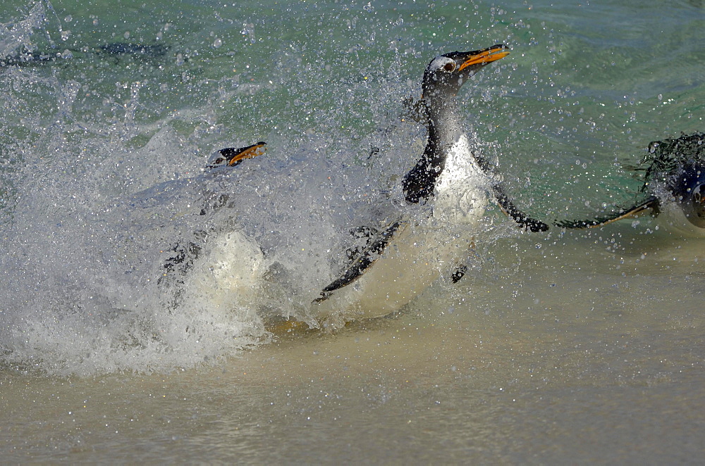 Gentoo penguin (pygoscelis papua) new island, falkland islands, coming ashore through the surf.