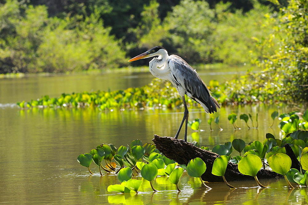 Cocoi heron (ardea cocoi) perched on dead log by waters edge, pantanal, brazil