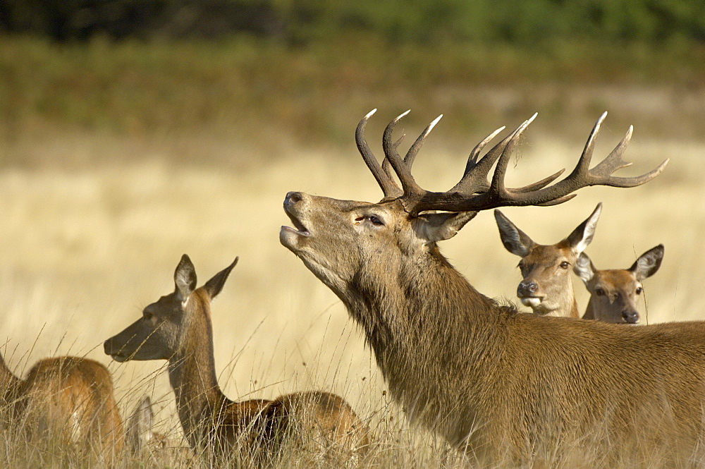 Deer (cervus elaphus) stag bellowing or bugling, together with hinds, uk