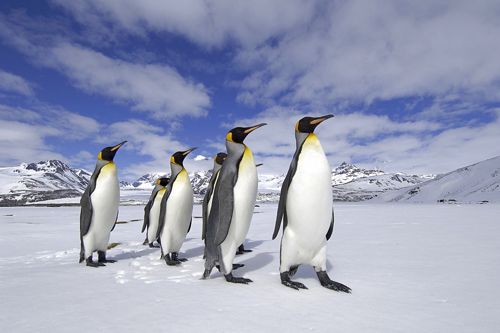 King penguin (aptenodytes patagonicus) st andrews bay, south georgia, small group in snowy landscape