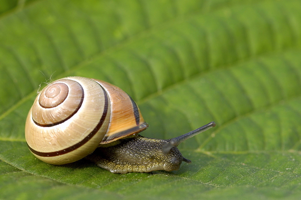 Brown lipped snail (cepaea nemoralis) climbing up plant stem, oxfordshire, uk.