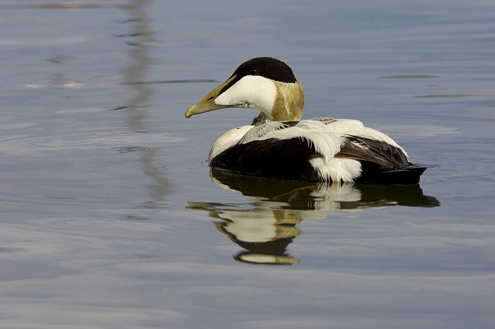 Eider duck (somateria molissima), northumberland, uk, drake swimming.