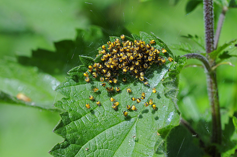 Garden orb spider (araneus diadematus) mass of newly hatched baby spiders, on nettle plant, kent, uk  