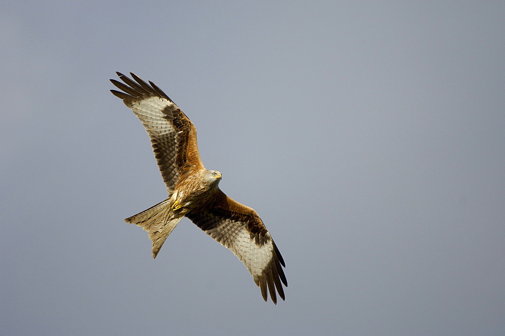 Red kite (milvus milvus) oxfordshire, uk, in flight.