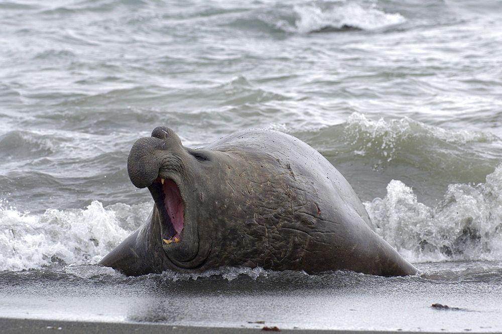 Southern  seal (mirounga leonina) gold harbour, south georgia, aggressive bull on the beach, bellowing, beachmaster.