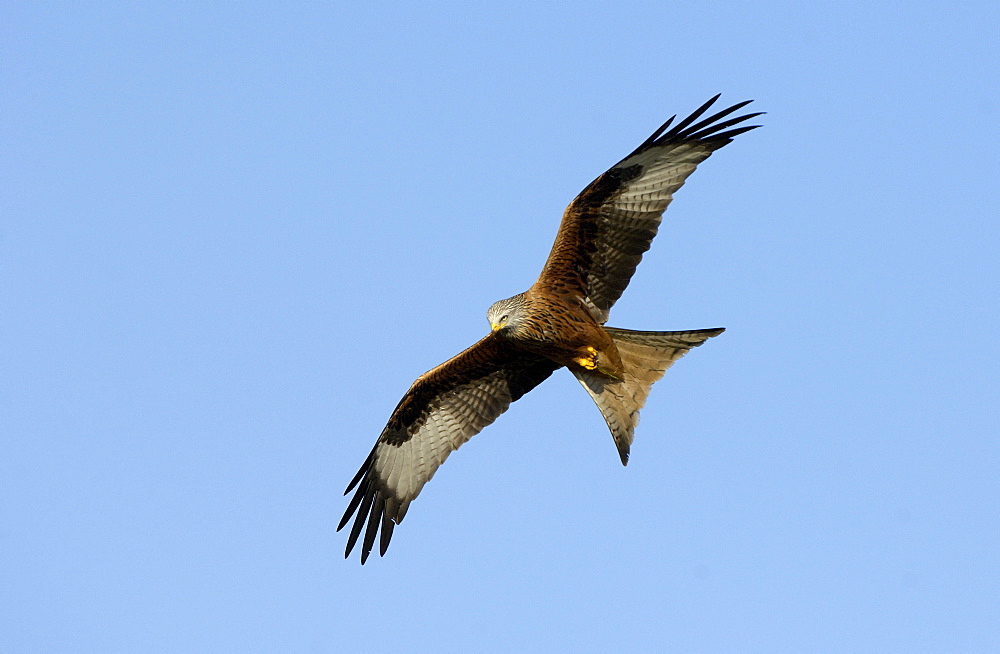 Red kite (milvus milvus) oxfordshire, uk, in flight.