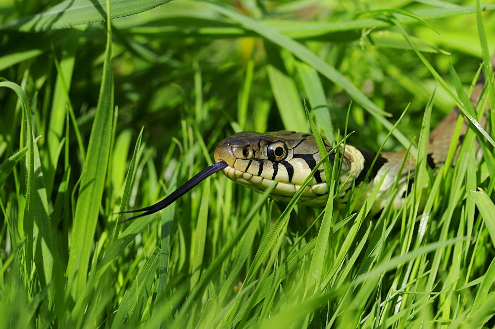 Grass snake (natrix natrix) close,up, slithering through grass, tongue out, oxfordshir