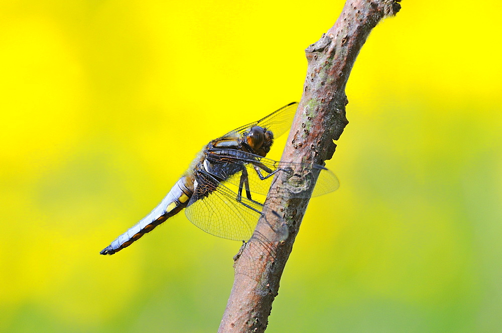 Broad-bodied chaser dragonfly (libellula depressa) male at rest on twig, oxfordshire, uk  