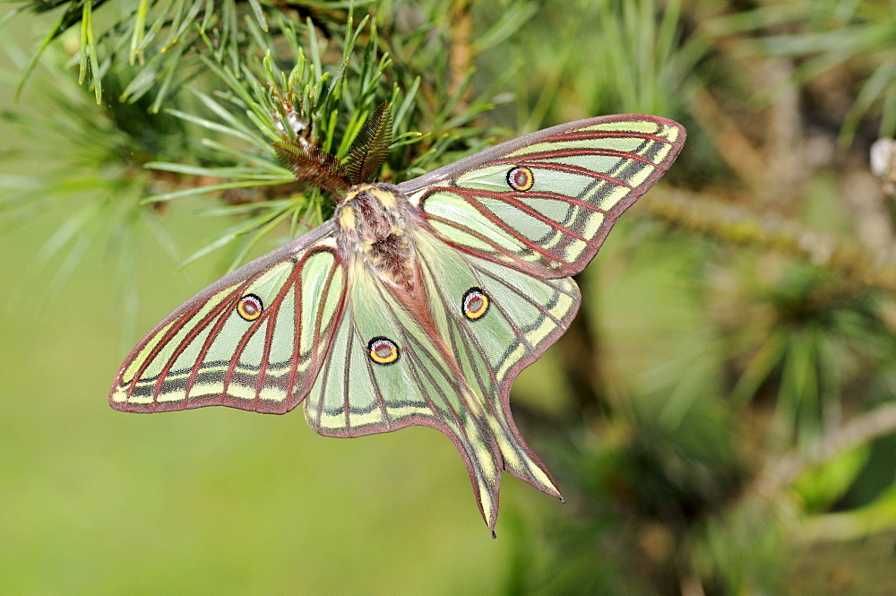 Spanish moon moth (graellsia isabellae) adult male at rest on scotts pine, captive bred