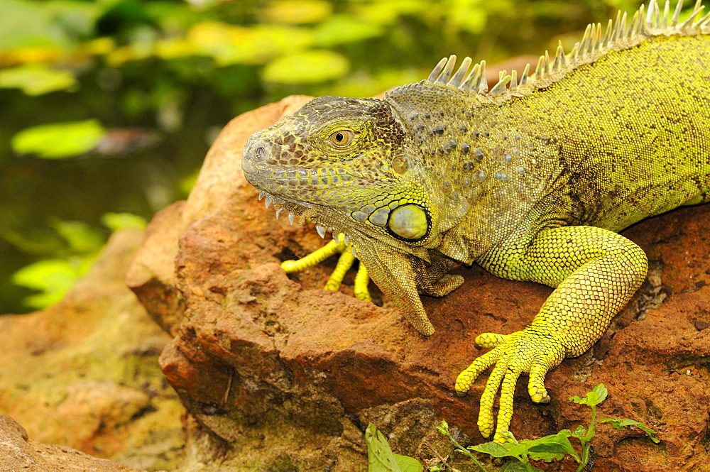 Green iguana (iguana iguana) captive, south africa