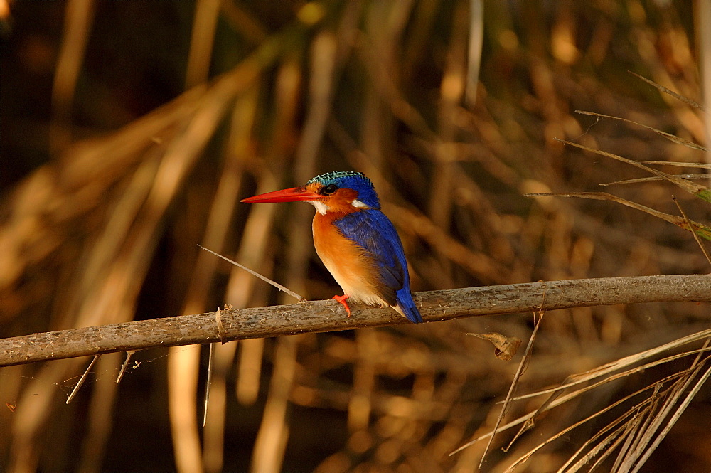 Malachite kingfisher. Alcedo cristata. Okavango river, botswana