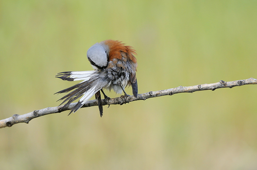 Red-backed Shrike (Lanius collurio) male perched on twig preening, Bulgaria