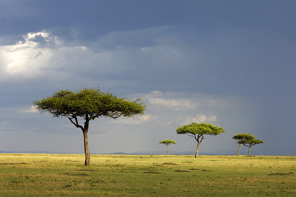 View over the masai mara, kenya  