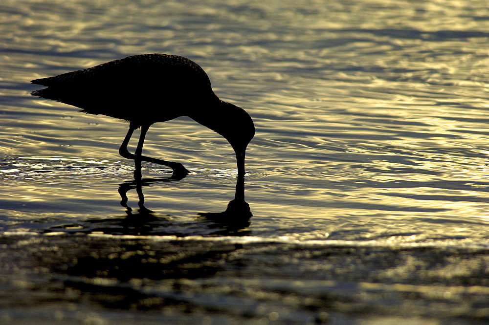 Marbled godwit. Limosa fedoa. Silhouette, feeding at sunset, monterey bay, usa