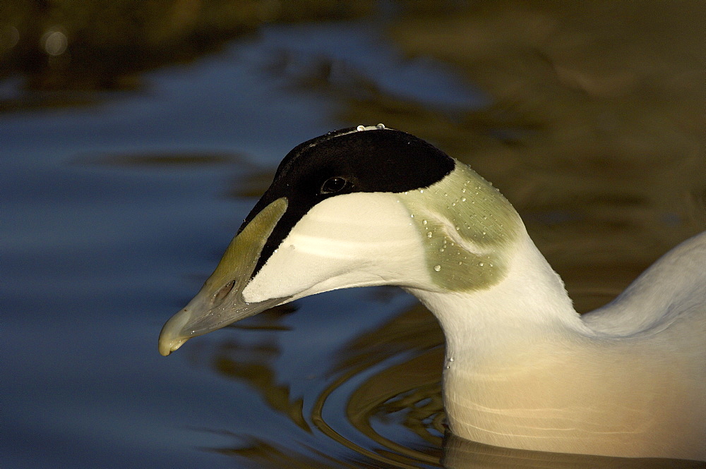 Drake eider. Somateria mollissima. Close-up of, uk