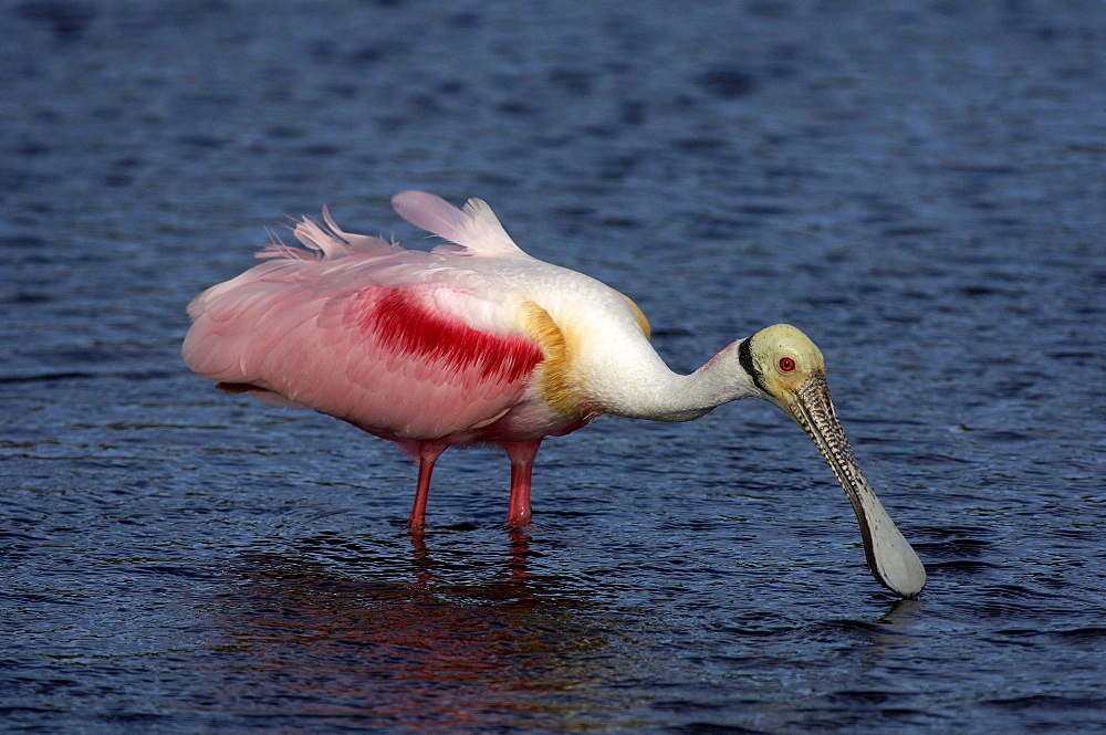 Roseate spoonbill (ajaia ajaja) florida usa, adult feeding in water.