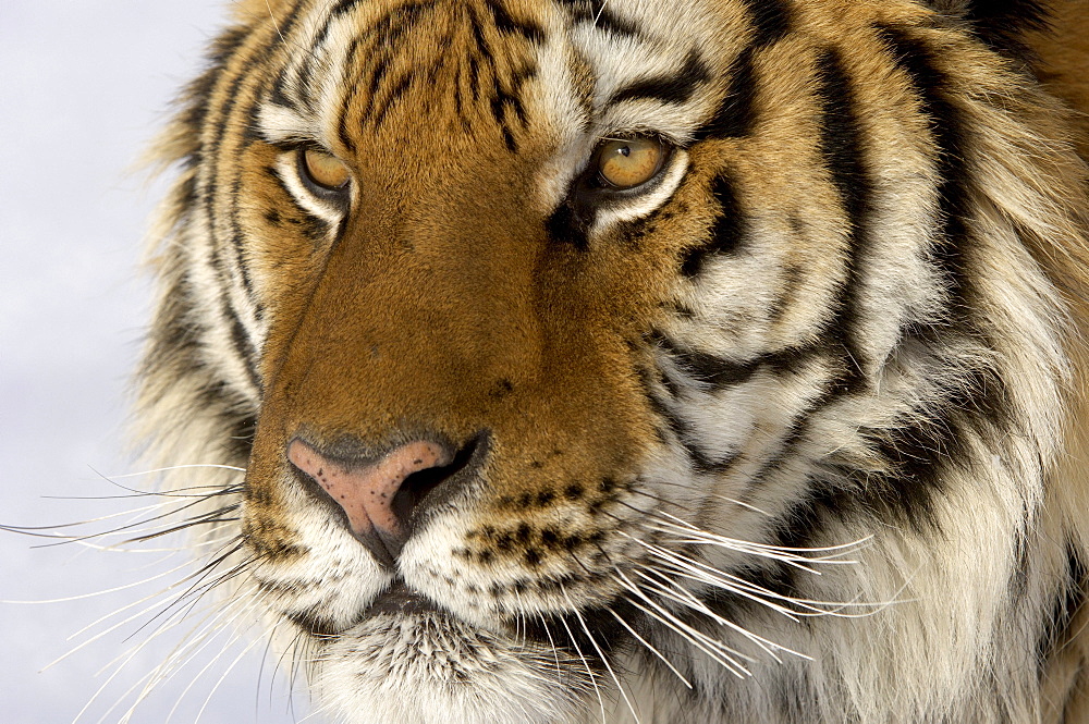 Siberian tiger (panthera tigris altaica), close, up of head, captive, usa