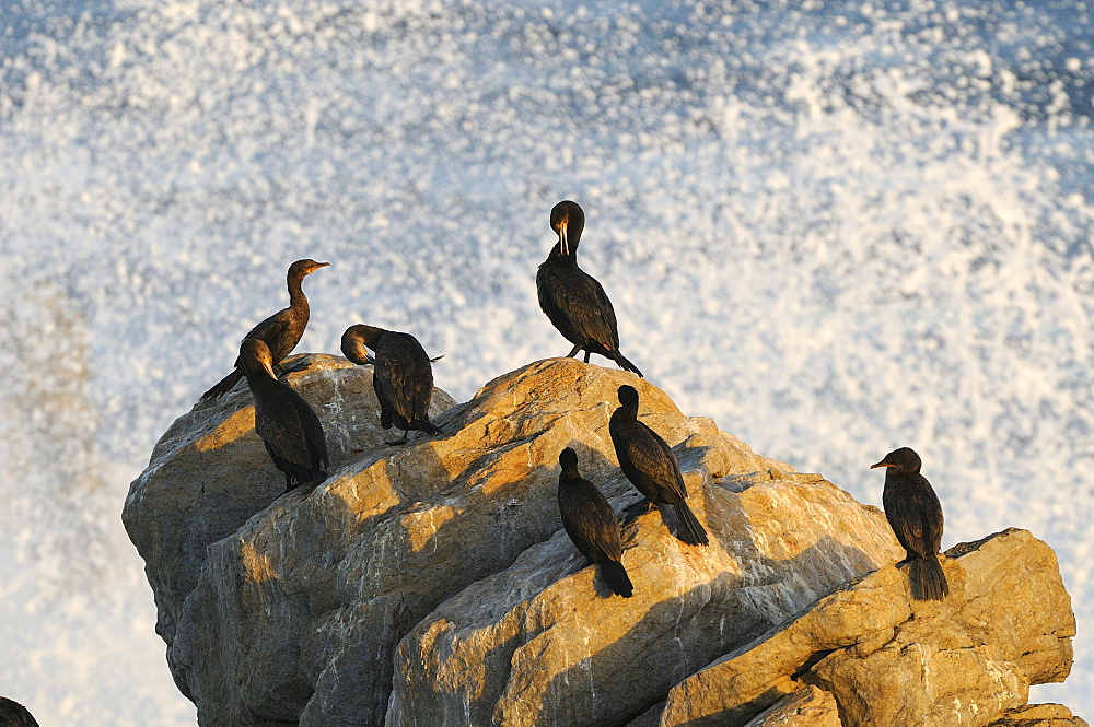 Cape cormorant (phalacrocorax capensis) false bay, south africa