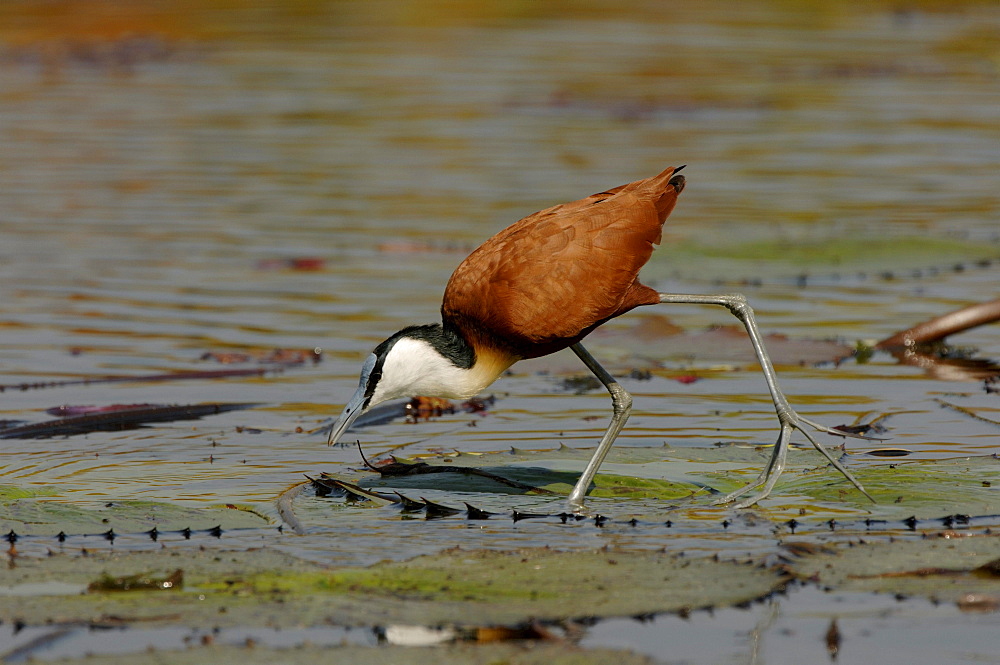 African jacanca. Actophilornis africanus. Searching for food. Okavango river, botswana