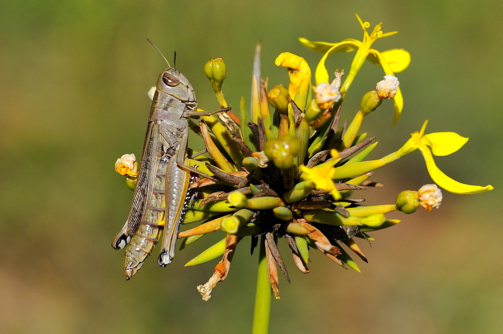 Grasshopper (eyprepocnemis species) perched on flower head, eastern cape, south africa