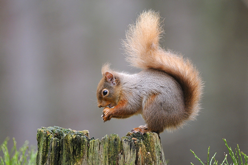 Red squirrel (sciurus vulgaris) sitting on tree stump eating nut, cairngorms, scotland