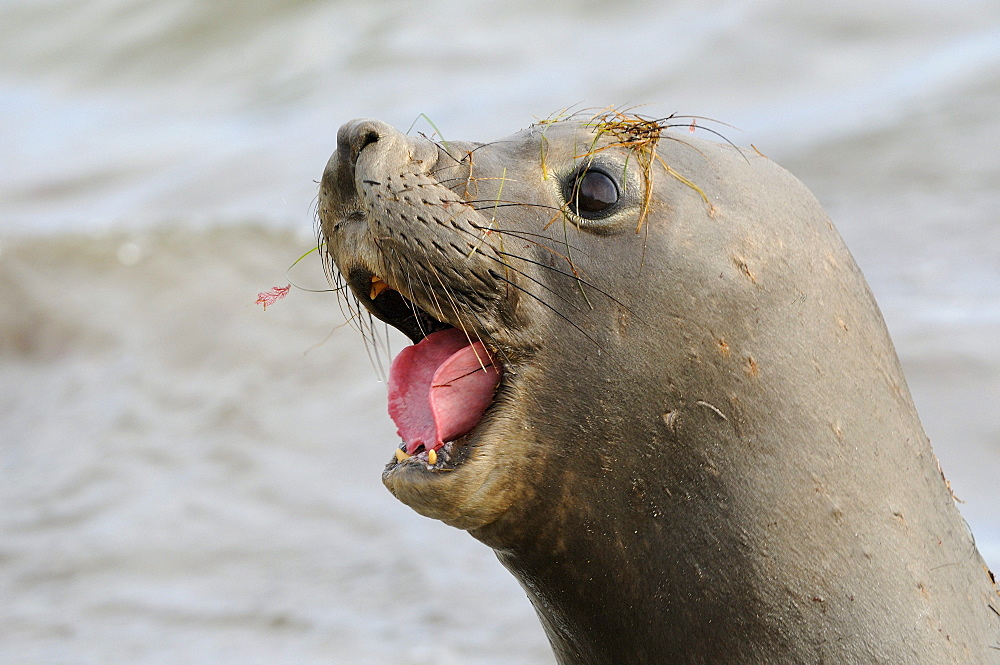 Northern elephant seal (mirounga angustirostris) female calling, tongue out, san benitos island, baja, mexico