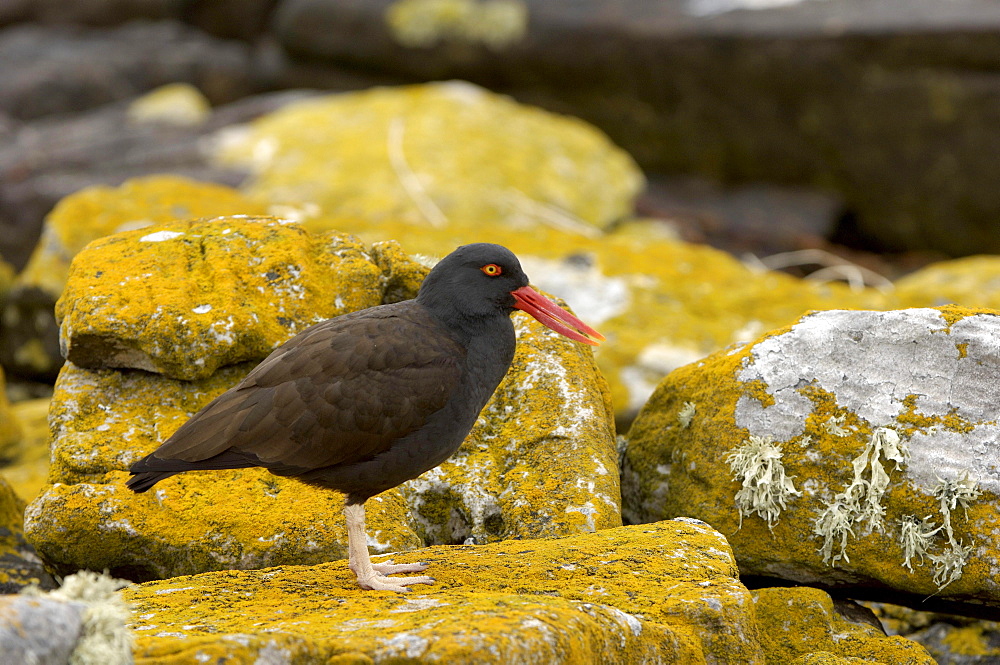 Oystercatcher (haematopus ater) new island, falkland islands, stood on lichen covered rock.