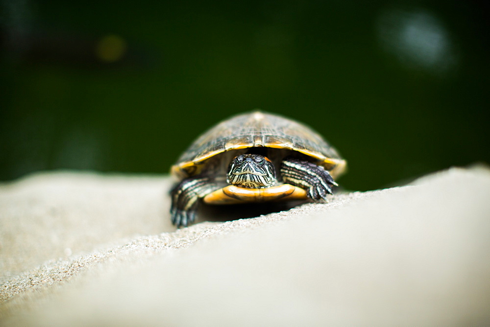 Turtle, Central Park, Hong Kong, China, Asia