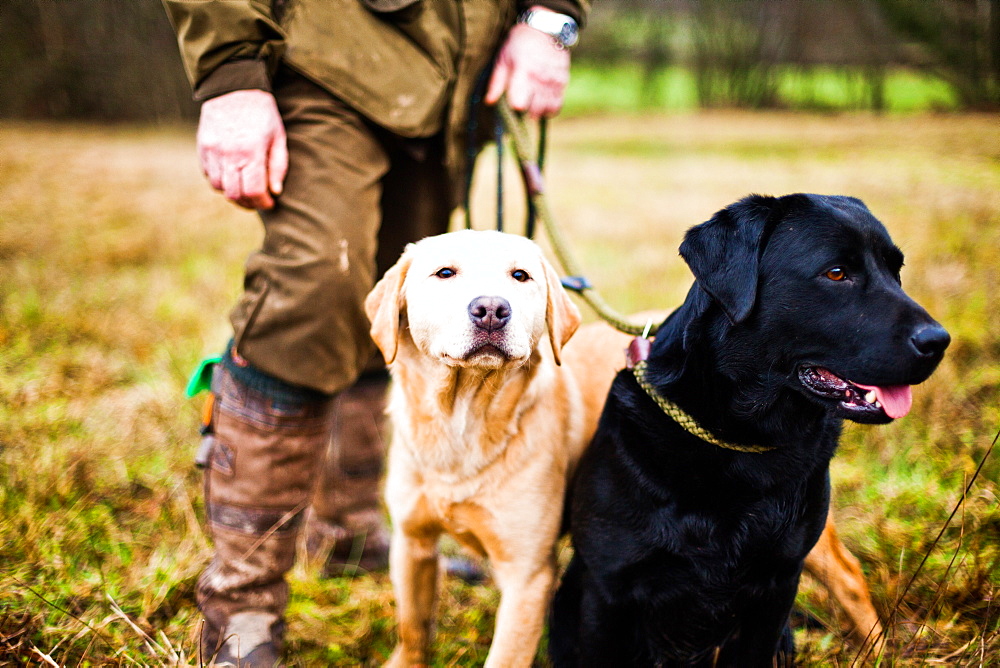 Gun dogs, Buckinghamshire, England, United Kingdom, Europe