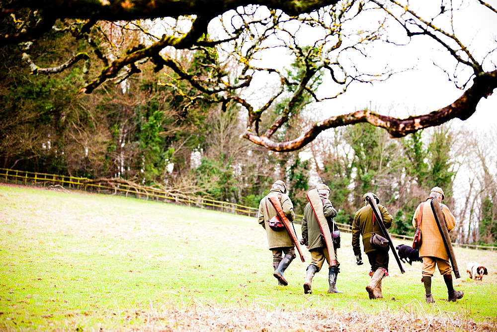 Guns walking to next drive, Dorset, England, United Kingdom, Europe