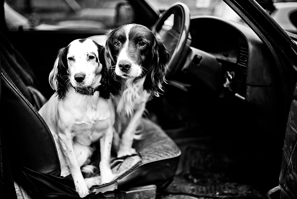 Gun dogs, Buckinghamshire, England, United Kingdom, Europe