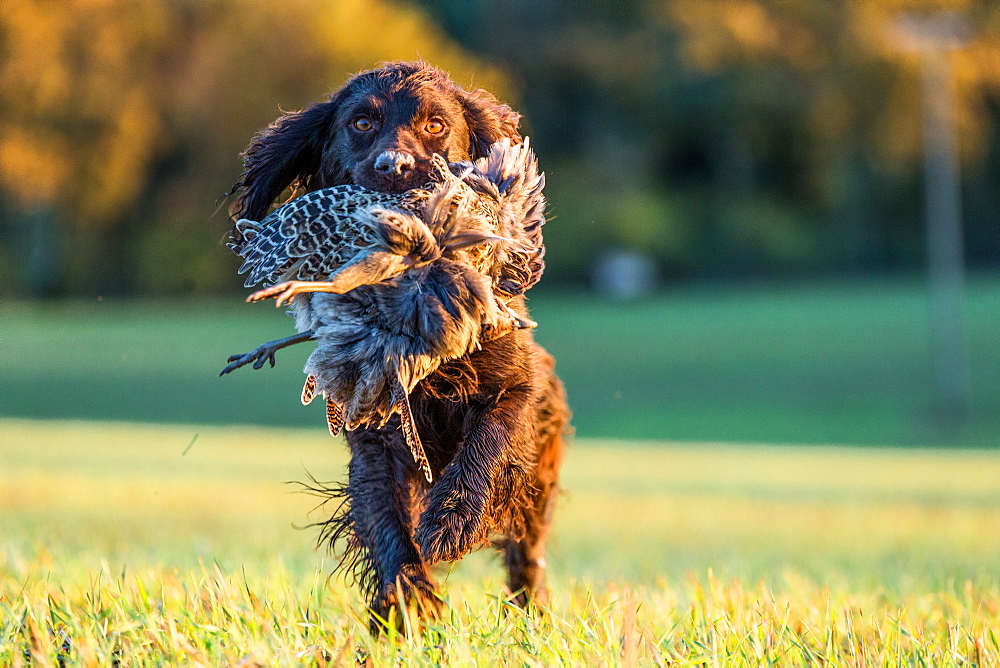 Gun dog with pheasant, Buckinghamshire, England, United Kingdom, Europe