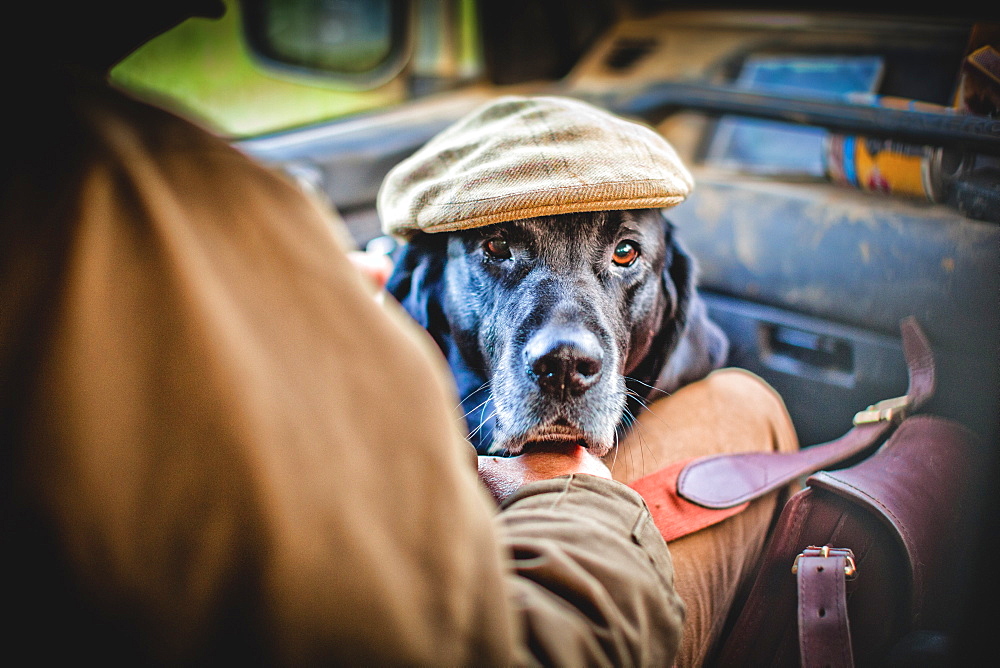 Gun dog with shooting cap, Buckinghamshire, England, United Kingdom, Europe