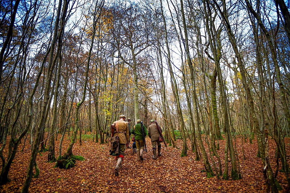 Guns walking to the next drive, Somerset, England, United Kingdom, Europe