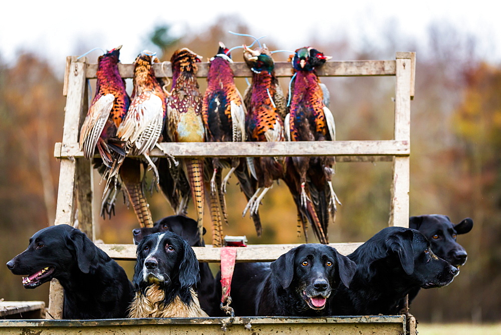 Gun dogs, Buckinghamshire, England, United Kingdom, Europe