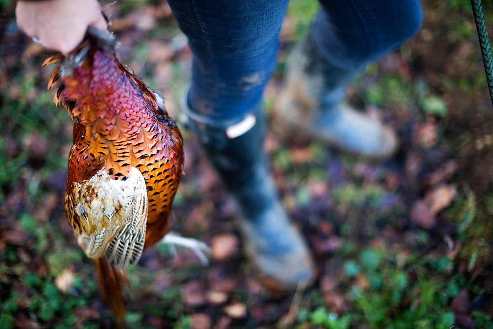 Game-shooting detail, Oxfordshire, England, United Kingdom, Europe