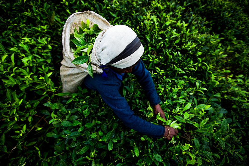 Tea picker, Haputale, Sri Lanka, Asia