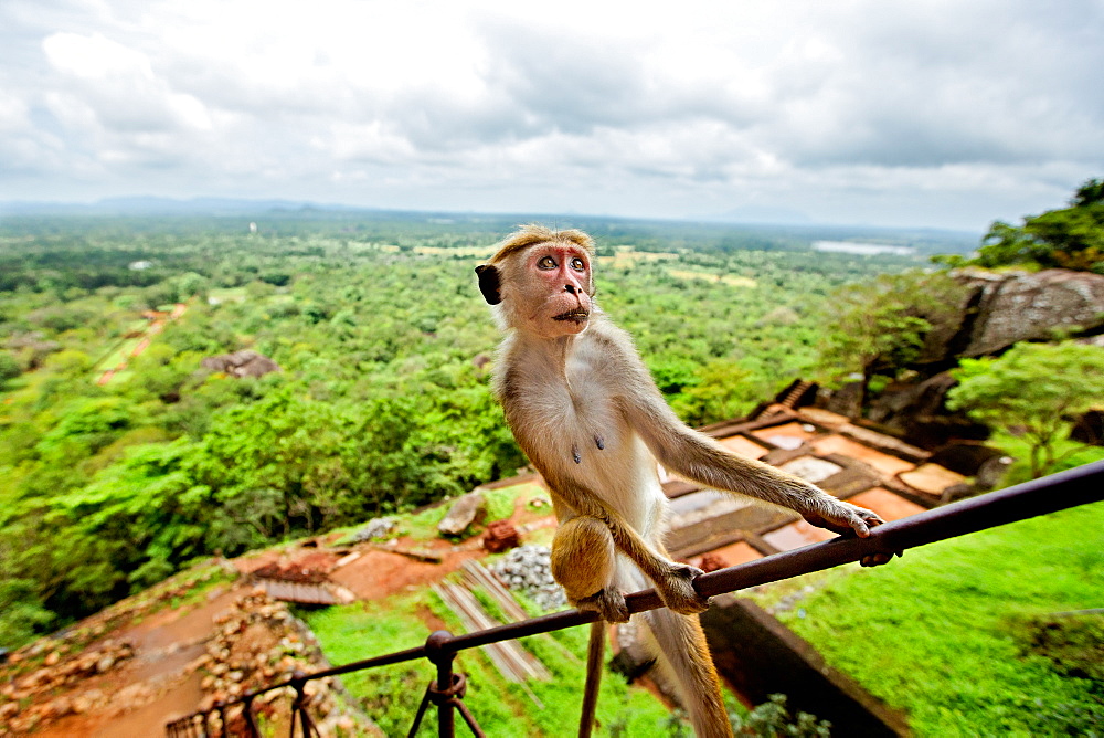 Toque Macaque (Macaca sinica), Rilewa, Sigiriya Rock, Dambulla, Sri Lanka, Asia